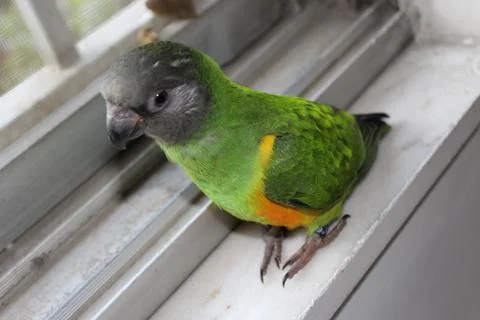 Senegal Parrot Stock Photos