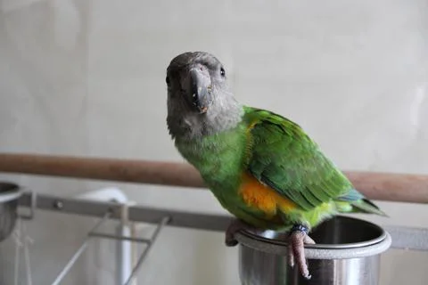 Senegal Parrot Stock Photos