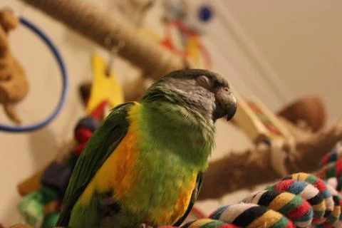 Senegal Parrot Stock Photos