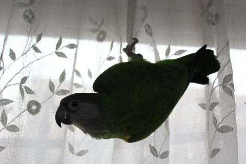 Senegal Parrot Stock Photos