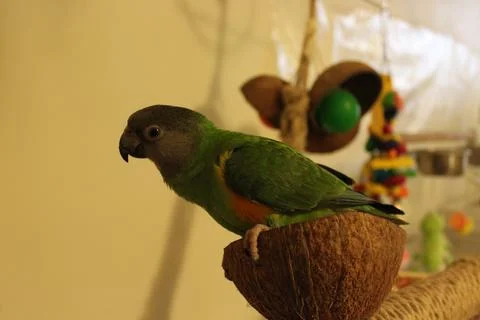 Senegal Parrot Stockfoto's