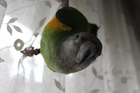 Senegal Parrot Stock Photos