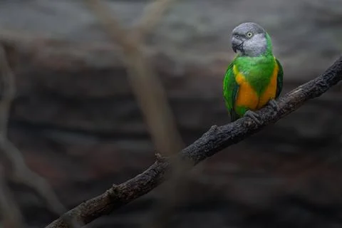 Senegal Parrot Stock Photos