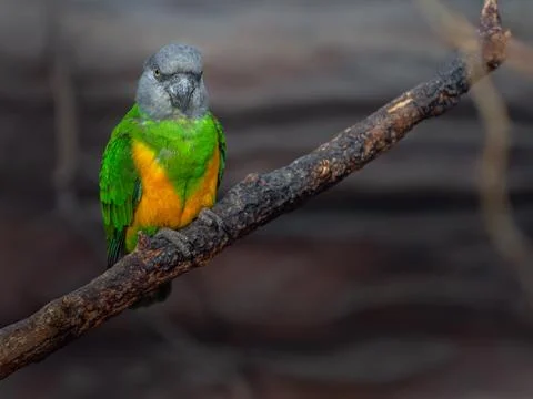 Senegal Parrot Stock Photos