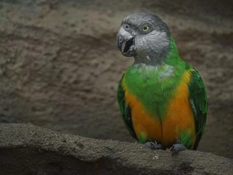 Senegal parrot Stock Photos
