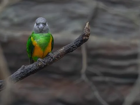 Senegal Parrot Stock Photos