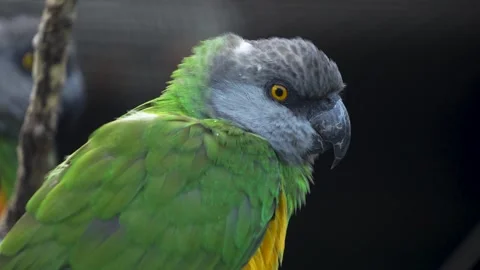  a senegal parrot sitting Stock Footage 272824763