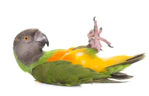 Senegal parrot in studio Stock Photos