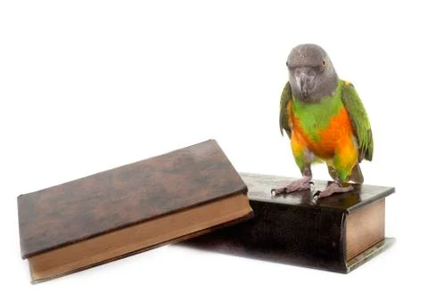 Senegal parrot in studio Stock Photos