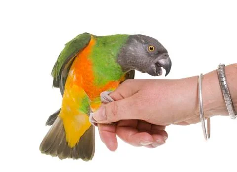 Senegal parrot in studio Stockfoto's