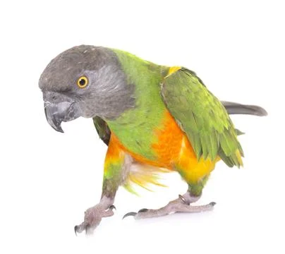 Senegal parrot in studio Stock Photos