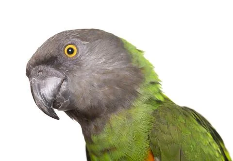 Senegal parrot in studio Stock Photos