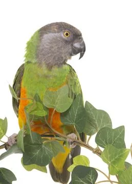 Senegal parrot in studio Foto stock