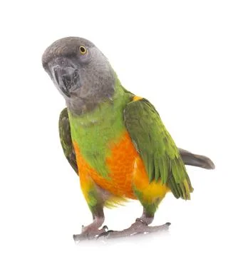 Senegal parrot in studio Foto stock
