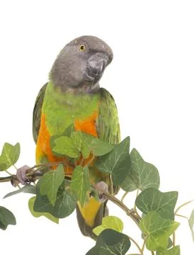 Senegal parrot in studio Foto stock