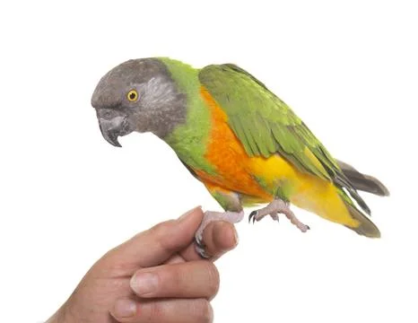 Senegal parrot in studio Stock Photos