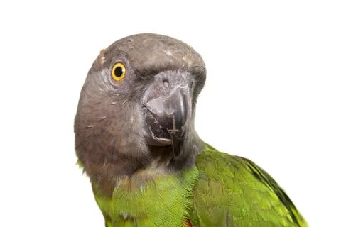 Senegal parrot in studio Foto stock