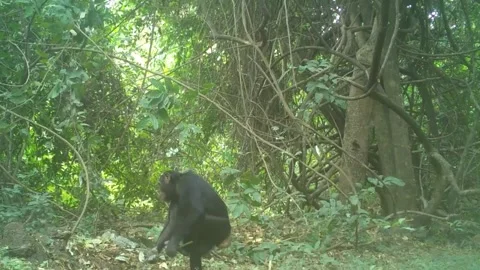 Senegal: Savanna Chimpanzees Use Tools To Hunt Aggressive Army Ants In Ha... Stock Footage 336693998