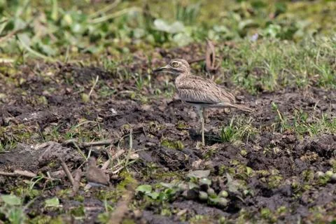 Senegal thick-knee standing not swamped by the shore of Lake Albert Foto stock