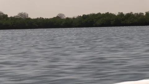 Senegalese Lake3 Vidéo 121712778
