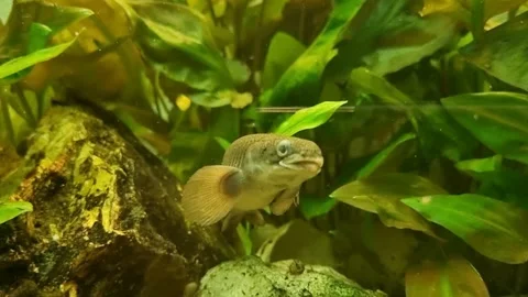 Senegalese polypterus Stock Footage 275539004