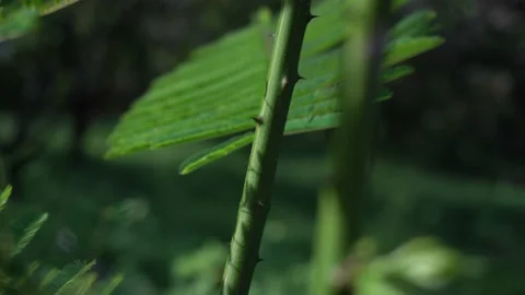 Senegalia pennata is a useful vegetable. Stock Footage 134098280