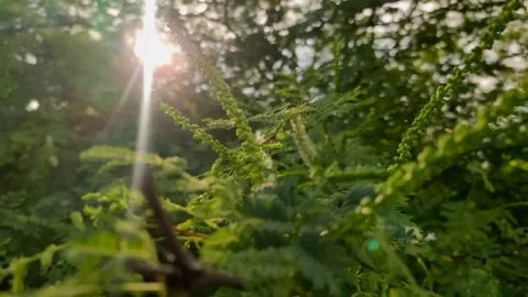 Senegalia Senegal tree branches with sunlight Stock Footage 308570325