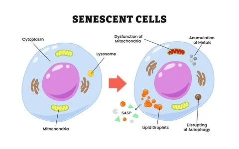 Senescent cells process, labeled cytoplasm, mitochondria, lysosome, dysfunc.. Stock Illustration