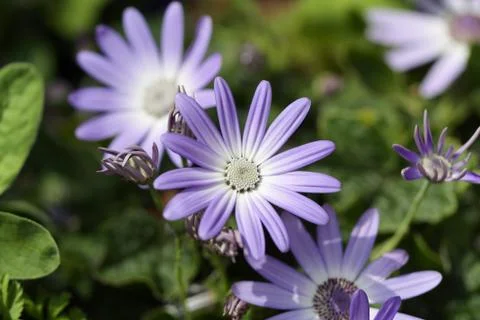 Senetti blau Stock Photos