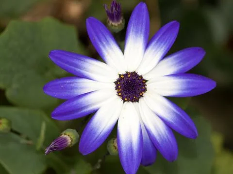 Senetti bloom macro Stock Photos