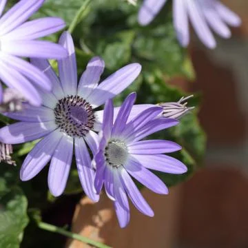 Senetti Blueten Stock Photos