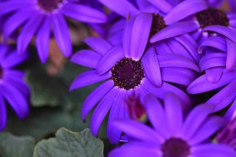 Senetti Blüten Stock Photos