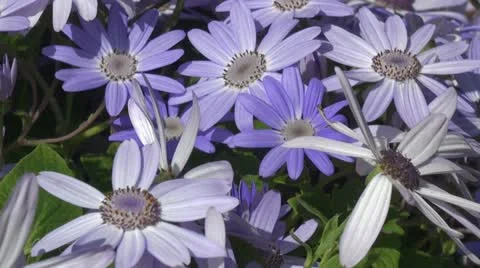 Senetti Lavender Cineraria Stock Footage