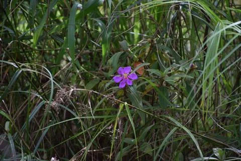 Senggani 스톡 사진