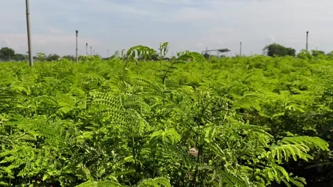 Sengon seeds are a type of tree plant that has a short harvest period Vídeo Stock 293765595