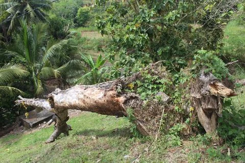 Sengon tree or Silk Tree fallen on the hillside. Foto stock