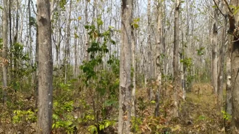 Sengon trees on the forest Stock Footage 253980730