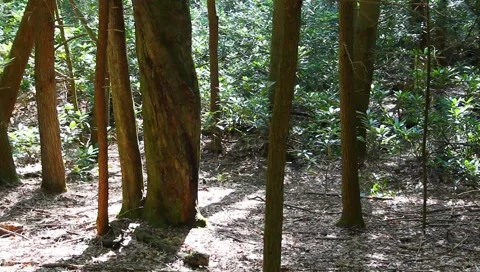 Senic view of the woods Stock Footage 4892259