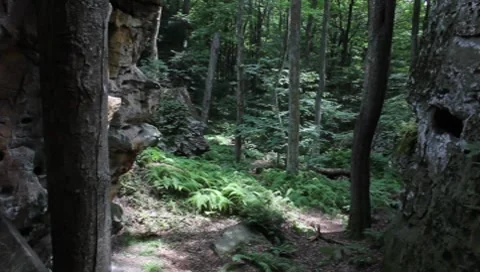 Senic view of the woods Stock Footage 7734866