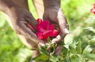 Senior African American Woman Hands Holding Rose Flower Stock Photos