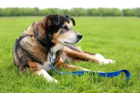 Senior Aged German Shepherd Border Collie Mix Breed Rescue Dog Laying Outside Stock Photos