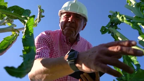 Senior agricultural man performs a quality inspection of an artichoke crop... Stock Footage 228984937