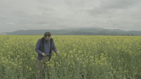 Senior agronomist using tablet to inspect rapeseed field, flat color profile Stock Footage 336280278