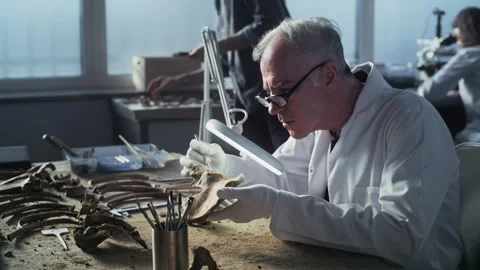 Senior archaeologist cleans bones of extinct prehistoric human with brush Stock Footage 282175309