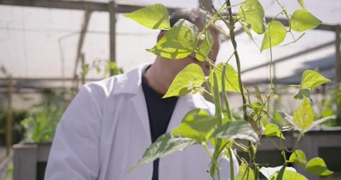 Senior Asian man in lab coat noticing vine growth, leaning and touching tendrils Stock Footage 338394898