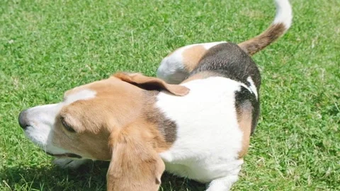 Senior Beagle Rolling and Rubbing Back in Grass Near Kids Slide Stock Footage 320003091