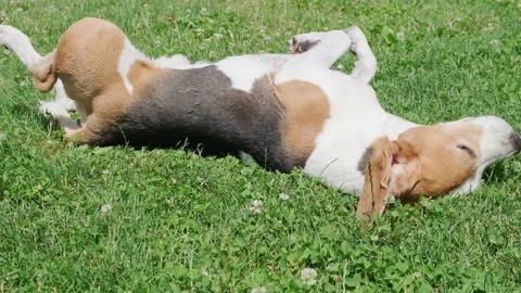 Senior Beagle Rolling on Back and Standing Up on Grass Stock Footage 320000358