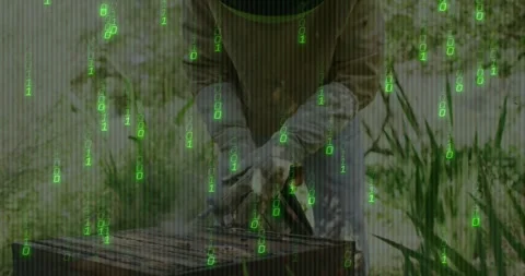 Senior beekeeper gripping hive tool and prying lid off hive for checking beehive Stock Footage 319573058