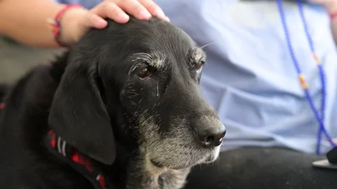 Senior Black Labrador Dog Close Up: Hand Stroking Head, Grey Muzzle, White Stock Footage 323912153