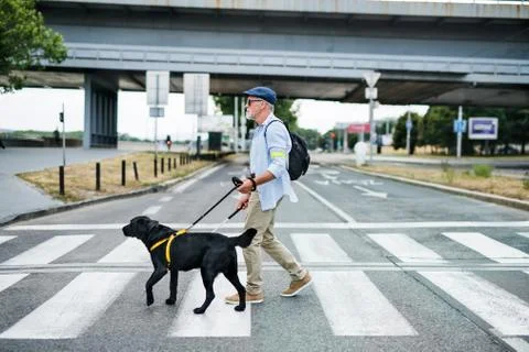 Senior blind man with guide dog walking outdoors in city, crossing the street. Stock Photos